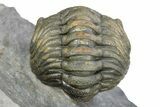 Perfectly Enrolled Morocops Trilobite - Top Quality Specimen #287372-4